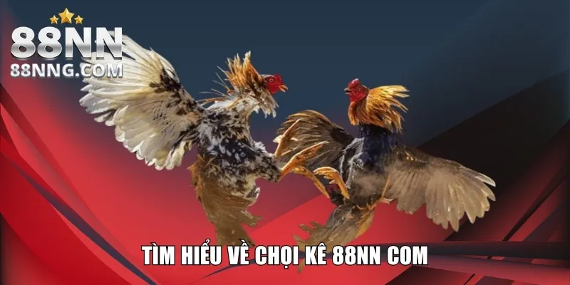 Tìm hiểu về chọi kê 88NN com
